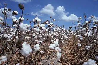 Le coton est formé de longues fibres très pures en cellulose et qui se prêtent bien à la mise en forme.