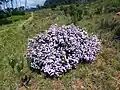 Felicia fruticosa(Sottotribù Homochrominae)