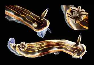 Felimare lalique