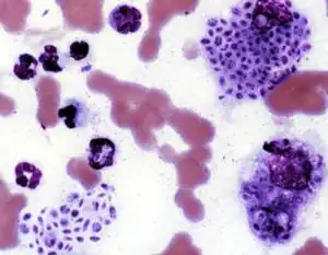 Description de l'image Feline sporotrichosis 4.jpg.