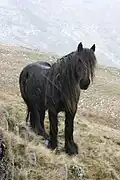 Poney Fell en liberté en Angleterre.