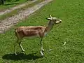 une Antilope