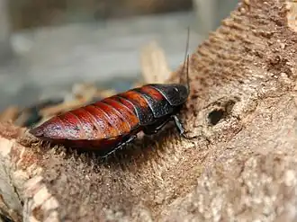 Blatte de Madagascar, femelle Gromphadorhina portentosa.