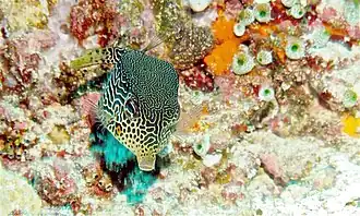 Ostracion solorensis (femelle)