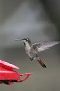 ♀