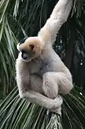 Femelle adulte, Zoo d’Adelaïde, Australie
