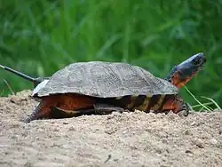 La tortue des bois.
