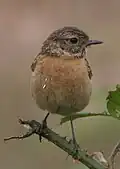 Femelle