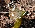 femelle de Paratisiphone lyrnessa ailes ouvertes