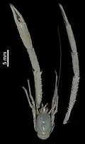 Fennerogalathea cultrata
