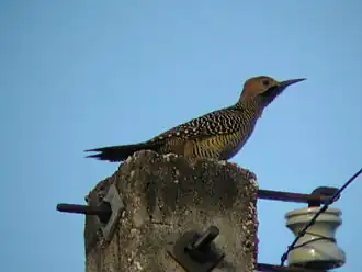 Description de l'image Fernandinas Flicker (Colaptes fernandinae).jpg.