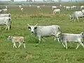 des bœufs gris