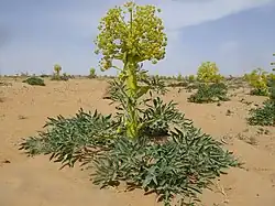 Plante entière fleurie.