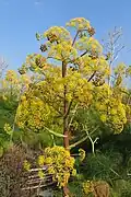 Ferula communis