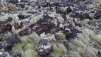 Festuca petraea