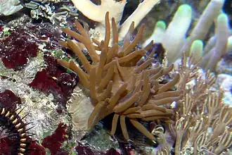 Anemonia manjano