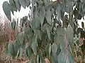 Feuillage d Eucalyptus delegatensis au jardin jungle