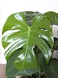 feuille d'une jeune plante.