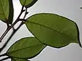 Feuille de Trymatococcus amazonicus (face inférieure).