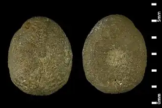 Fibularia cimex fossile