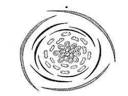 Diagramme floral de la Ficaire.