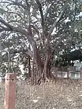 L'autre Ficus Magnolia du musée Bicknell