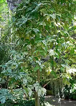 Ficus aspera