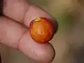 Fruit