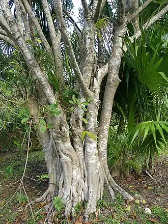 Description de l'image Ficus cotinifolia 33045601.jpg.