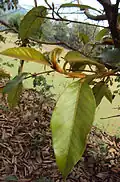 Photo prise près d'Iritty dans le Kerala, en Inde.
