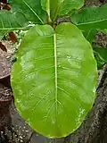 Feuille