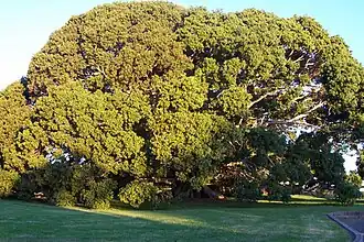 Description de l'image Ficus obliqua at Princes Highway Milton New South Wales.JPG.
