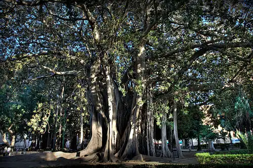 Sur la piazza Marina de Palerme