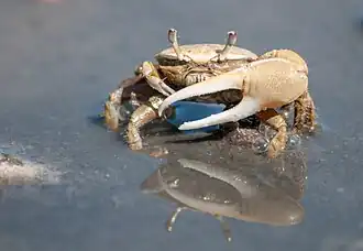 Uca leptodactyla (Ocypodidae)