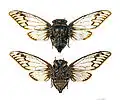 Fidicina ethelae