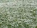 « Neige de mai »
