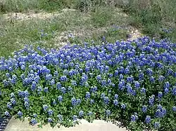 Lupinus texensis.