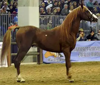 Persano alezan à la Fieracavalli 2014