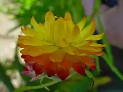 Cultivar aux bractées jaune-rougeâtre.