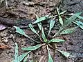 Cryptocoryne spiralis, Sud-Ouest de l'Inde