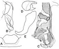 Fig. 1.Bengalia labiata Robineau-Desvoidy, 1830 (selon Lehrer)