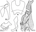 Fig. 2. Afridigalia tibiaria (Villeneuve), 1926 (selon Lehrer)