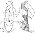 Fig. 4.  Maraviola spinifemorata (Villeneuve, 1913) (selon Lehrer)