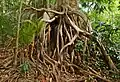 Racines de ficus