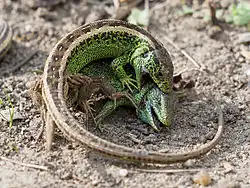 Deux Lézards des souches mâles en combat.