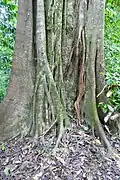 Ficus aurea, le figuier étrangleur.