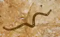 Dos de Diversibipalium multilineatum.