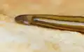 Tête de Diversibipalium multilineatum.