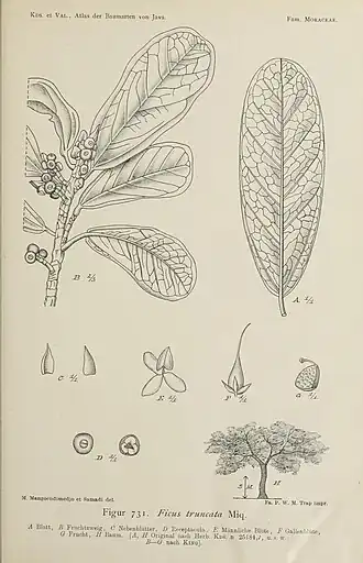 Description de l'image Figure 731 from Atlas der Baumarten von Java (Koorders & Valeton, 1918).jpg.