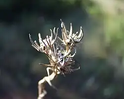 Plant sec (Bagnols-en-Forêt, Var, France).